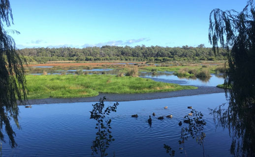 Lake McNess, Yanchep