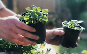 Person holding some potted plants 