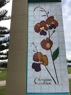 Chorizema Cordatum, Workshed Mosaics