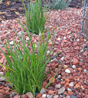 Red crushed brick with plants