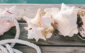 Sea shells