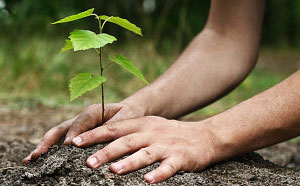 Small plant being planted