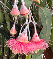 Silver Princess plant