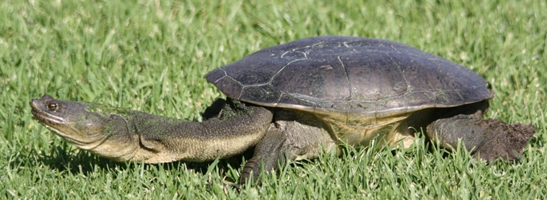 Image of a snake necked turtle