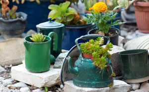 Succulent plants