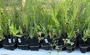 A row of plants on a table 