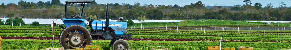 Market gardens