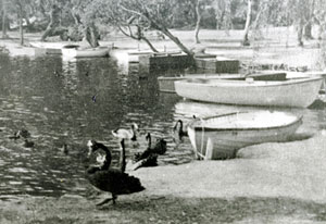 Swans and boats on lake at Yanchep National Park