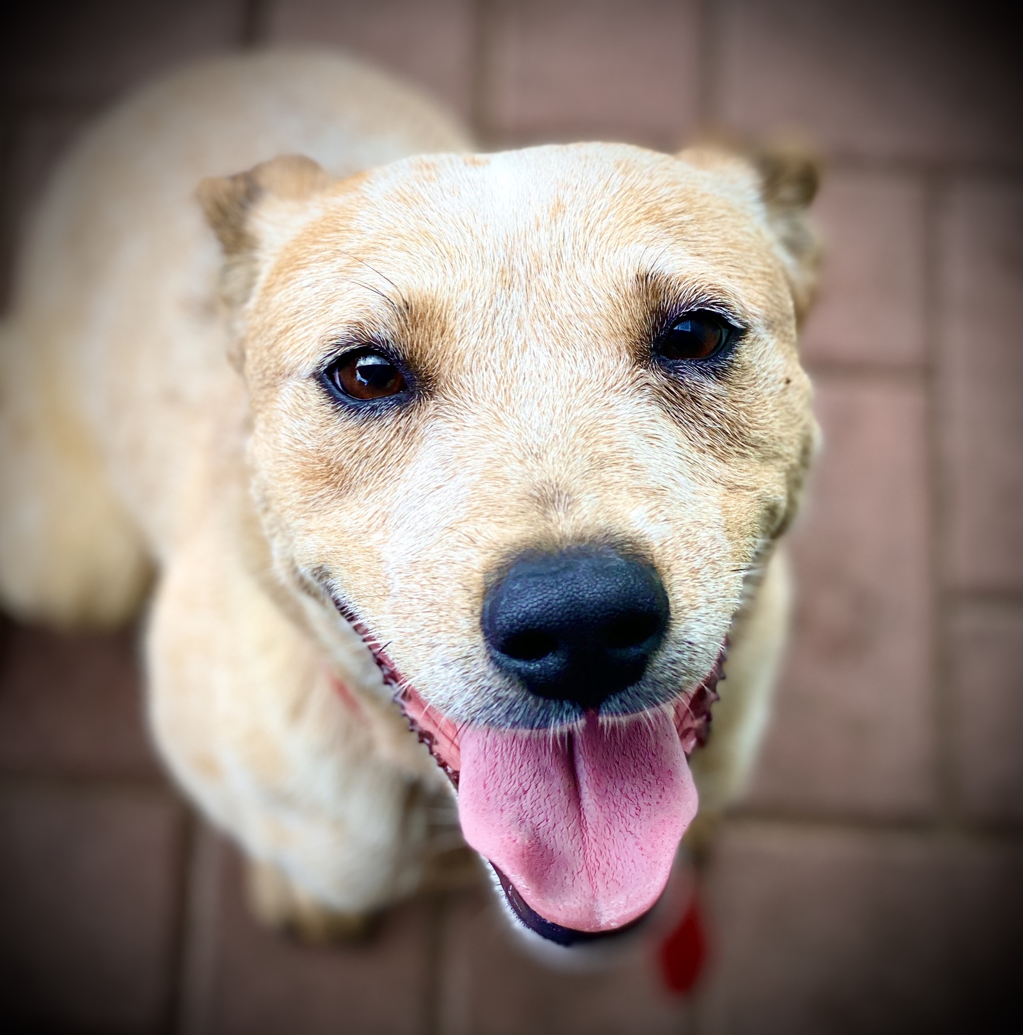 Berman Center For Animal Care