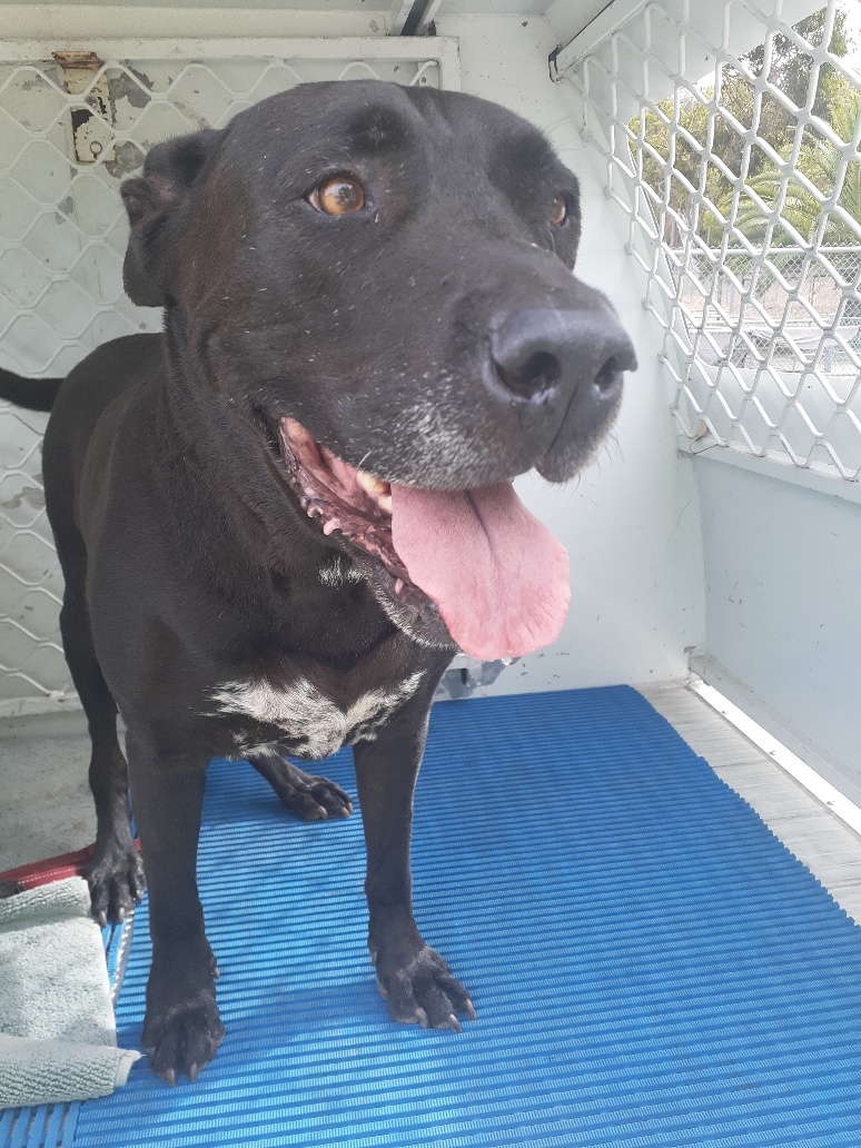 Black & white male Staffordshire Bull Terrier x Labrador dog - Animal Care  Centre - City of Wanneroo