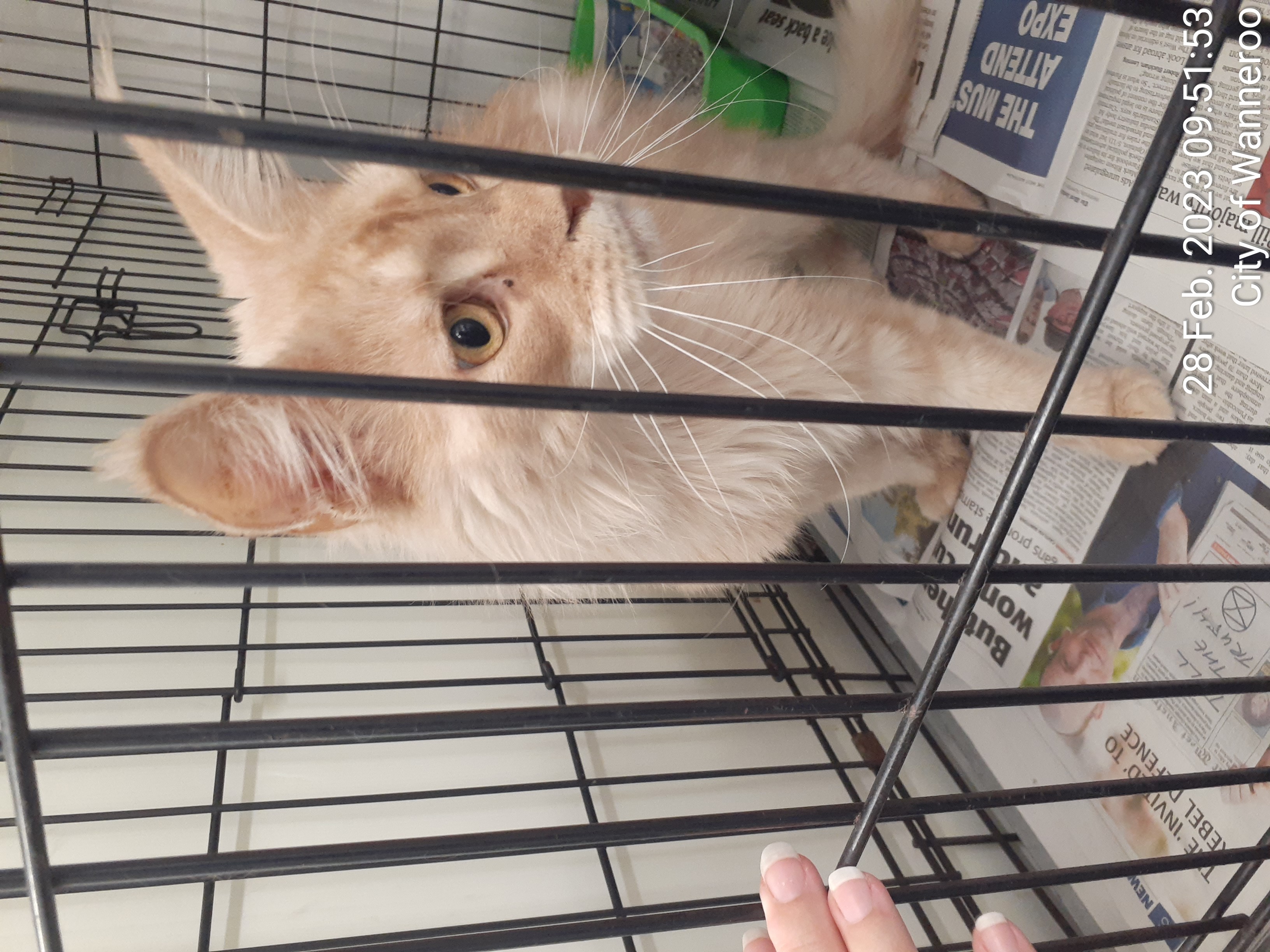 Buff ginger male Maine Coon cat - Animal Care Centre - City of Wanneroo