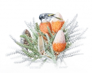 New Holland Honey Eaters on Banksia Victoria, Mem Wells. Acquired 2008, Pencil, Ink, Acrylic