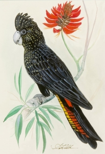 Black Cockatoo, S. Takla. Acquired 1989, Watercolour