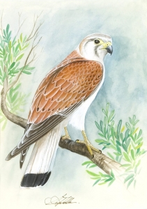 Kestrel, S. Takla. Acquired 1989, Watercolour