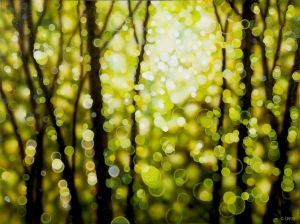 Circles of Light, Cindy Lane. Acquired 2013, Acrylic
