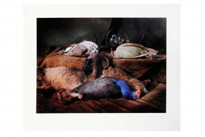 Bower Bird with Swamp Hen, Marian Drew. Acquired 2020. Ultrachrome inkjet print.