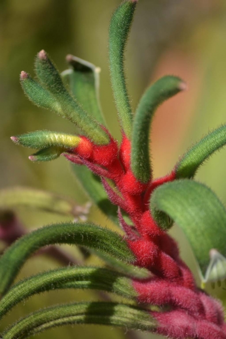 Kangaroo Paw