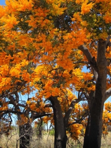 Nuytsia in Yanchep