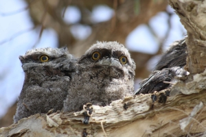 Tawny Frog Mouth owl