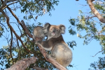 Koala bears at Yanchep Park