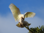 Dorota Ballios, 'Wings of freedom'