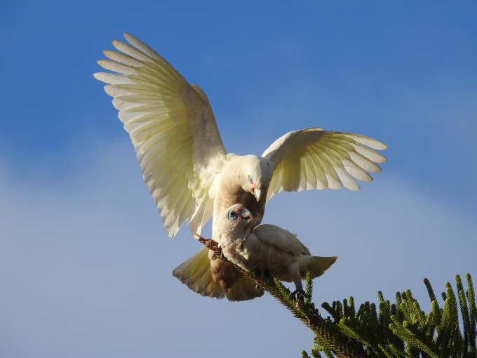 Dorota Ballios, 'Wings of freedom'