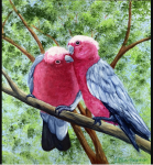 Jenny Ellis-Newman, 'A Loving Couple of Galahs'