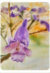 Jiang-Le Fu, 'Jacaranda Flowers'