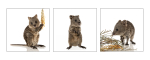 Kelly Pilgrim-Byrne, 'Study of a Juvenile Quokka'